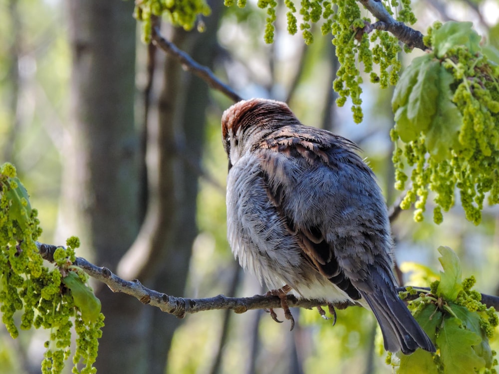 a bird sitting on a branch