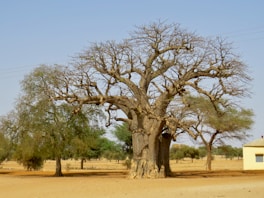 a large tree in a field