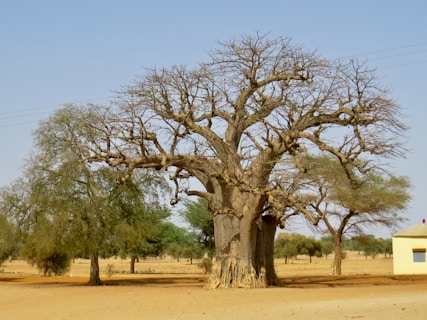 a large tree in a field