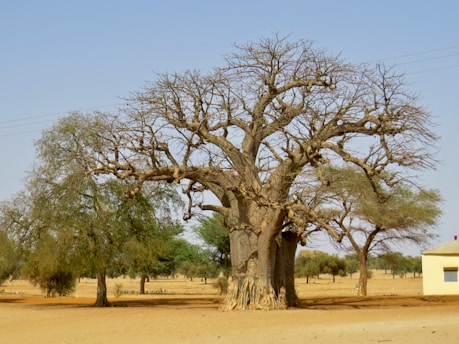 a large tree in a field