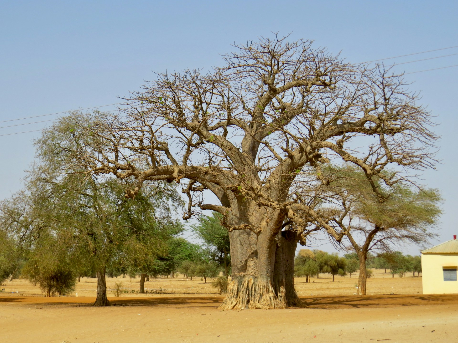 a large tree in a field