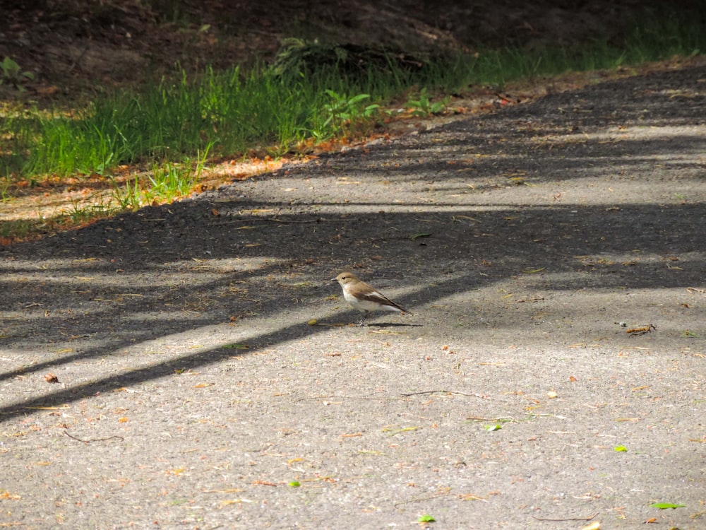 a bird on the road