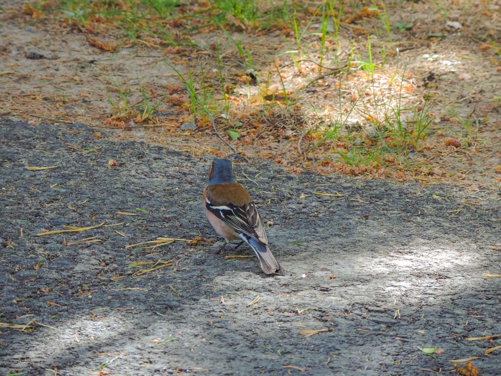 a bird sitting on the ground