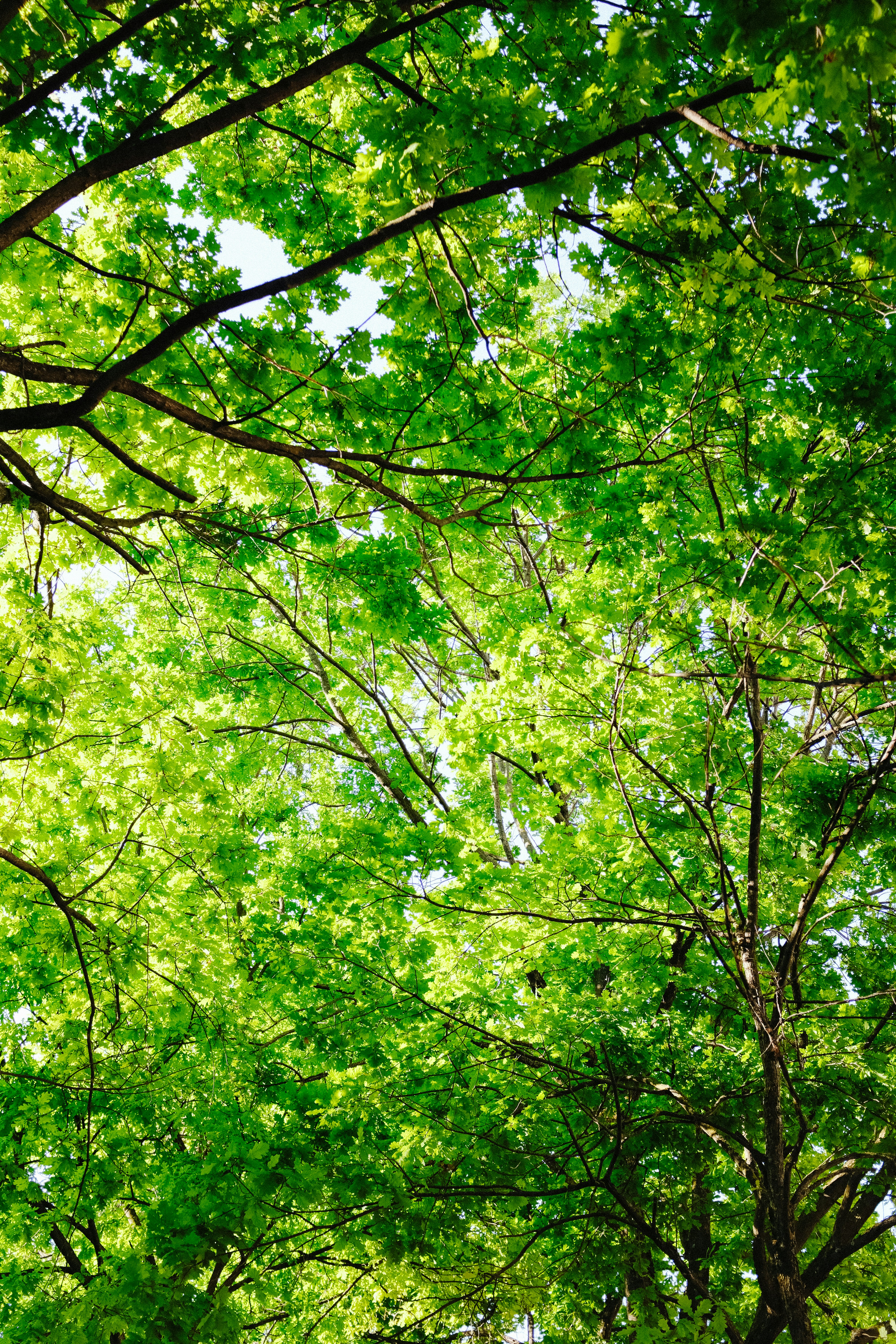 Photo by adrienolichon