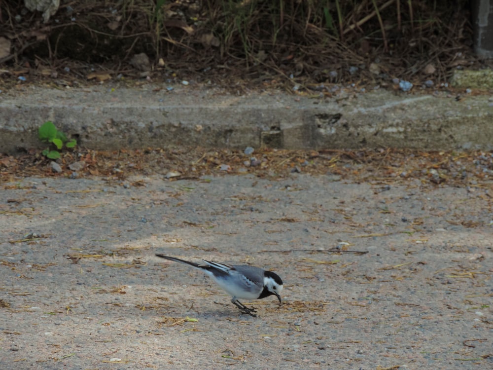 a bird walking on the ground