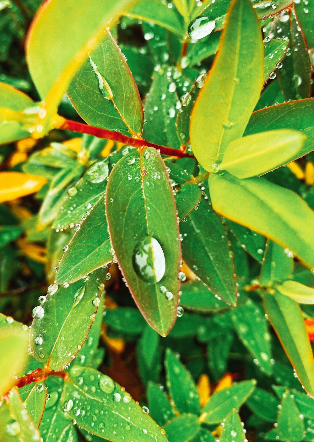 a close up of a plant