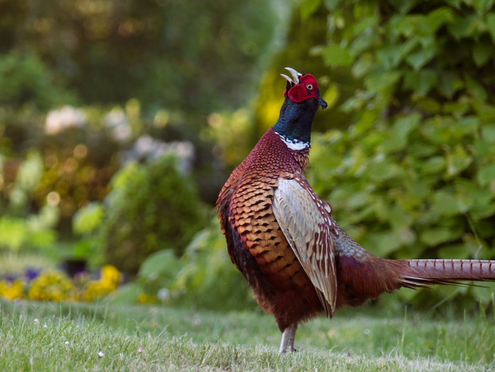 a bird standing on grass