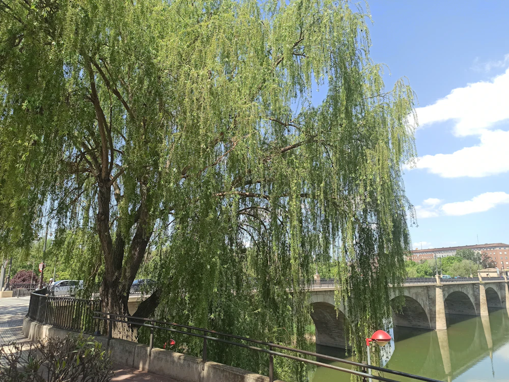 Vista de el puente sobre el Ebro en Logroño