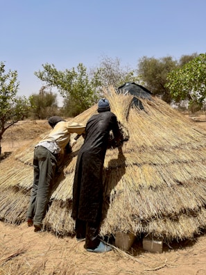 Two individuals are engaged in building or repairing a thatched roof structure in a rural setting. The structure is made of dried grasses or straw, and the surrounding environment includes sparse vegetation and trees under a clear blue sky.