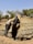 Two individuals are engaged in building or repairing a thatched roof structure in a rural setting. The structure is made of dried grasses or straw, and the surrounding environment includes sparse vegetation and trees under a clear blue sky.