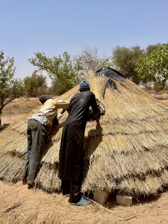 Two individuals are engaged in building or repairing a thatched roof structure in a rural setting. The structure is made of dried grasses or straw, and the surrounding environment includes sparse vegetation and trees under a clear blue sky.