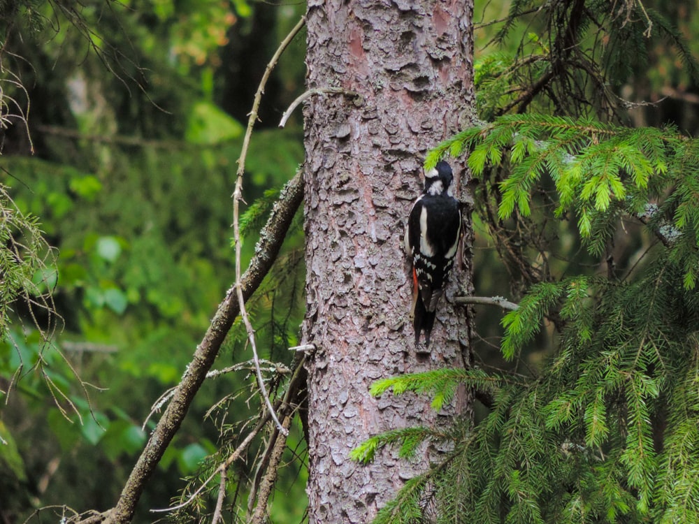 a black dog on a tree