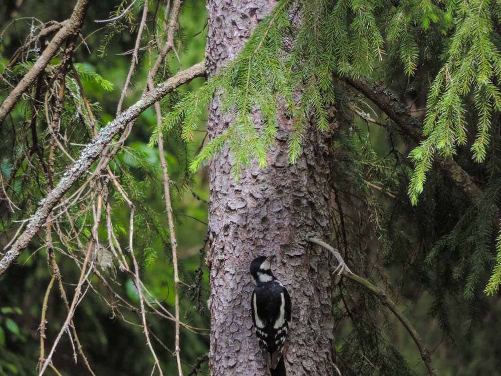 a black dog on a tree