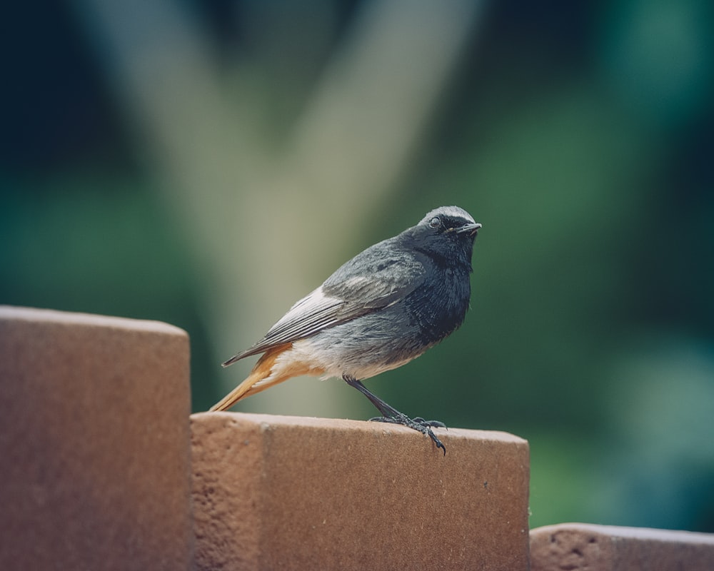 a small bird perched on top of a brick wall