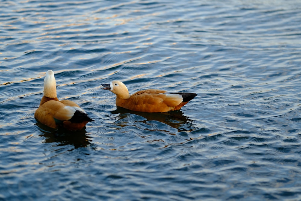 two ducks swimming in water