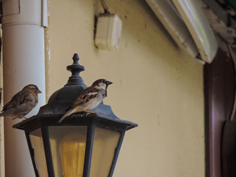 birds on a lamp
