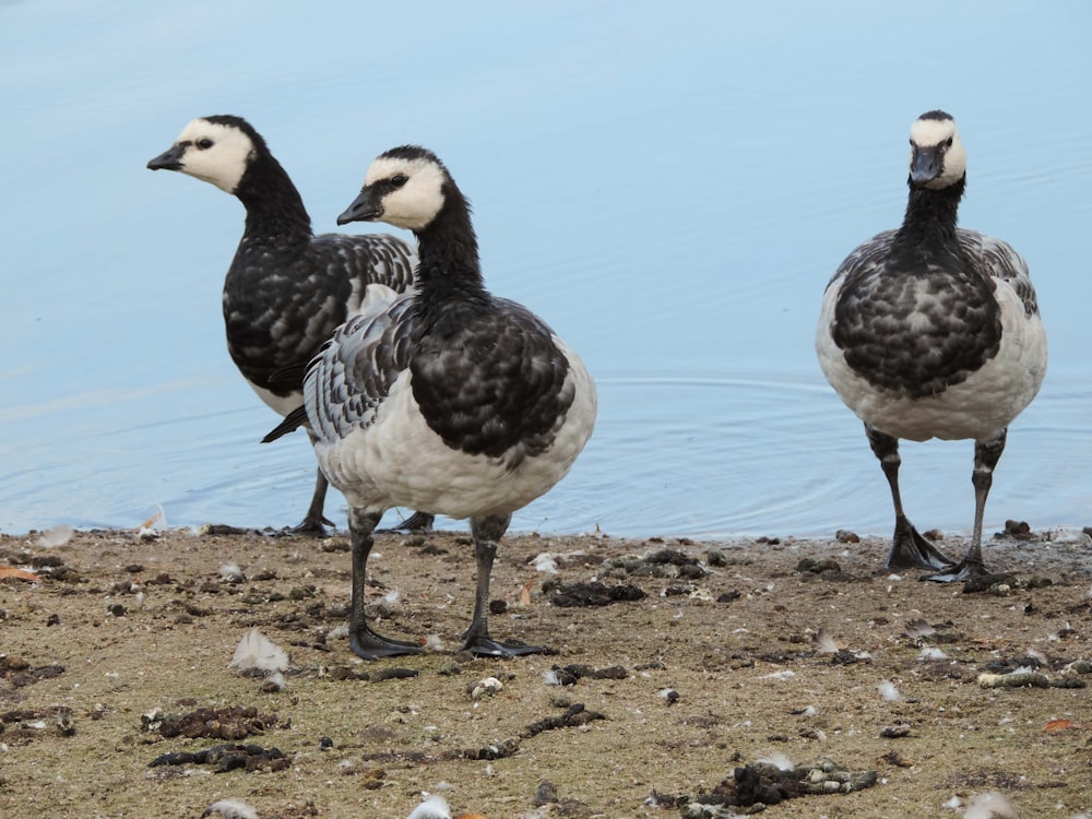 a group of birds standing on a rocky beach