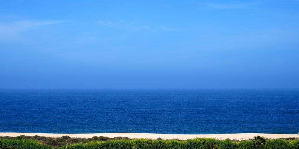 un plan d’eau avec une plage et des plantes sur le côté