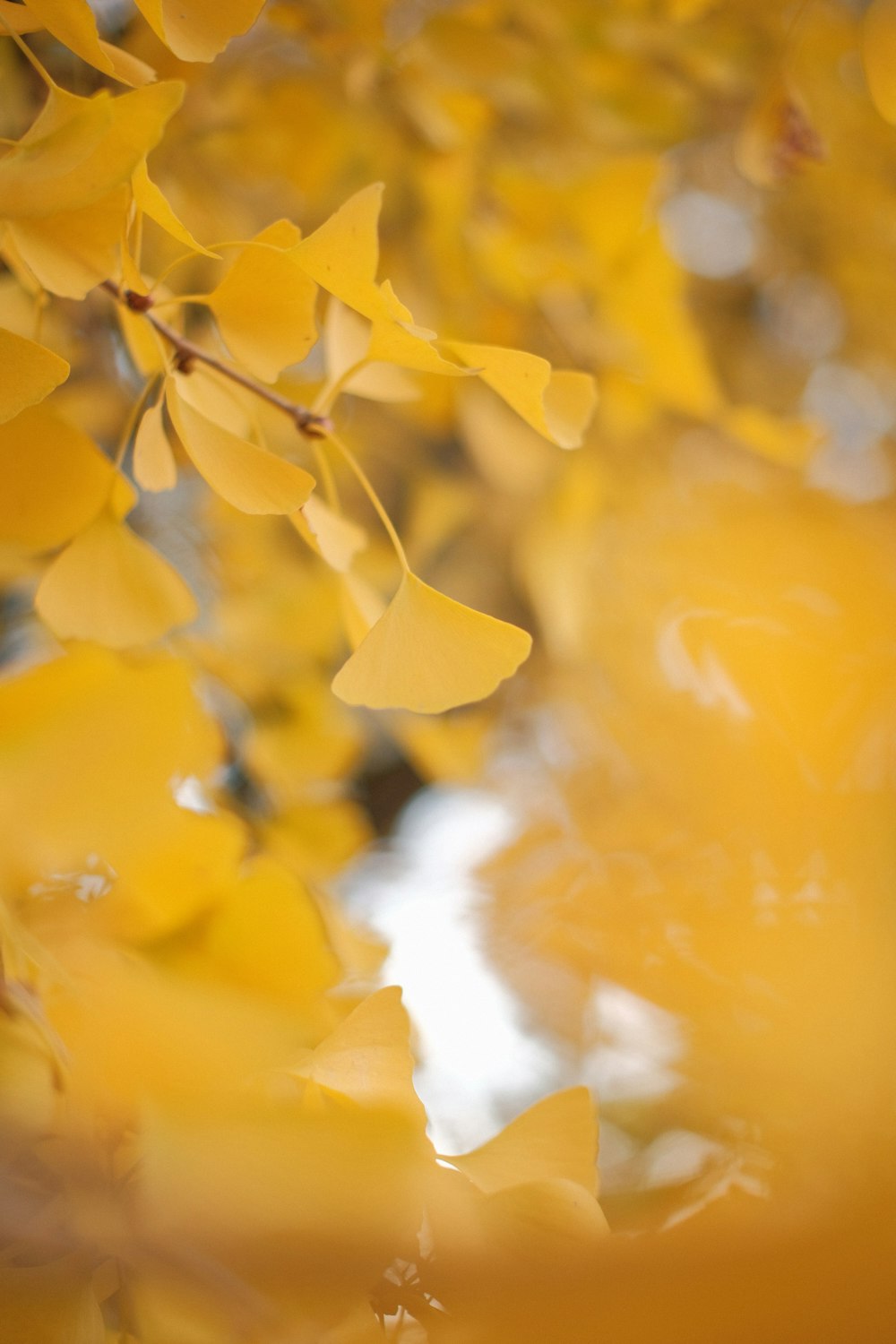 a close up of yellow flowers