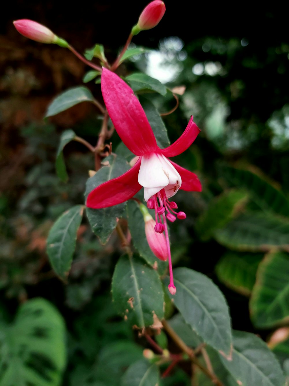 a close up of a flower