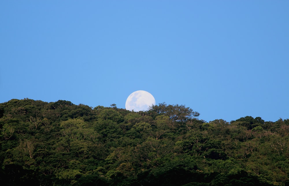 a full moon over a forest