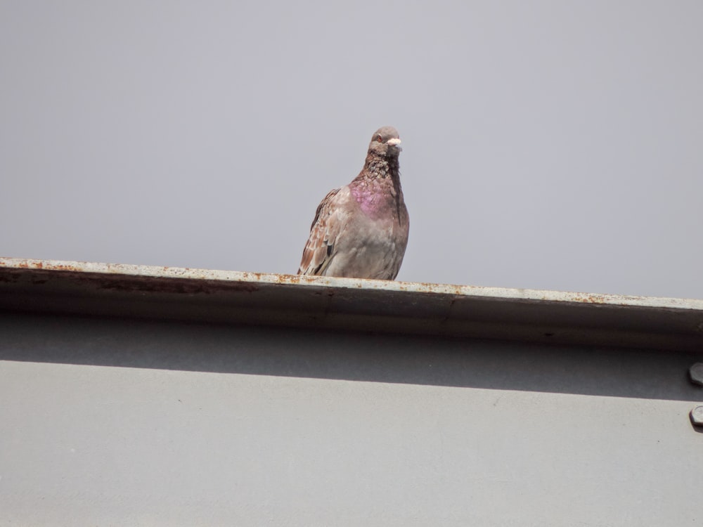 a bird sitting on a roof