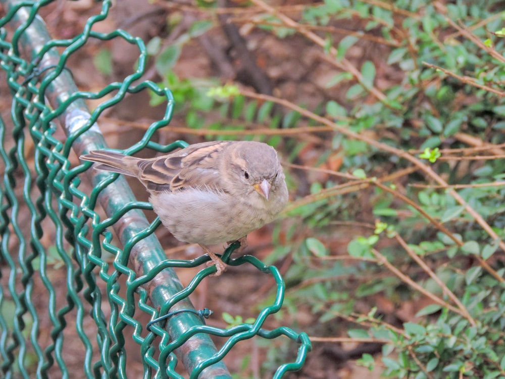 a bird standing on a wire fence