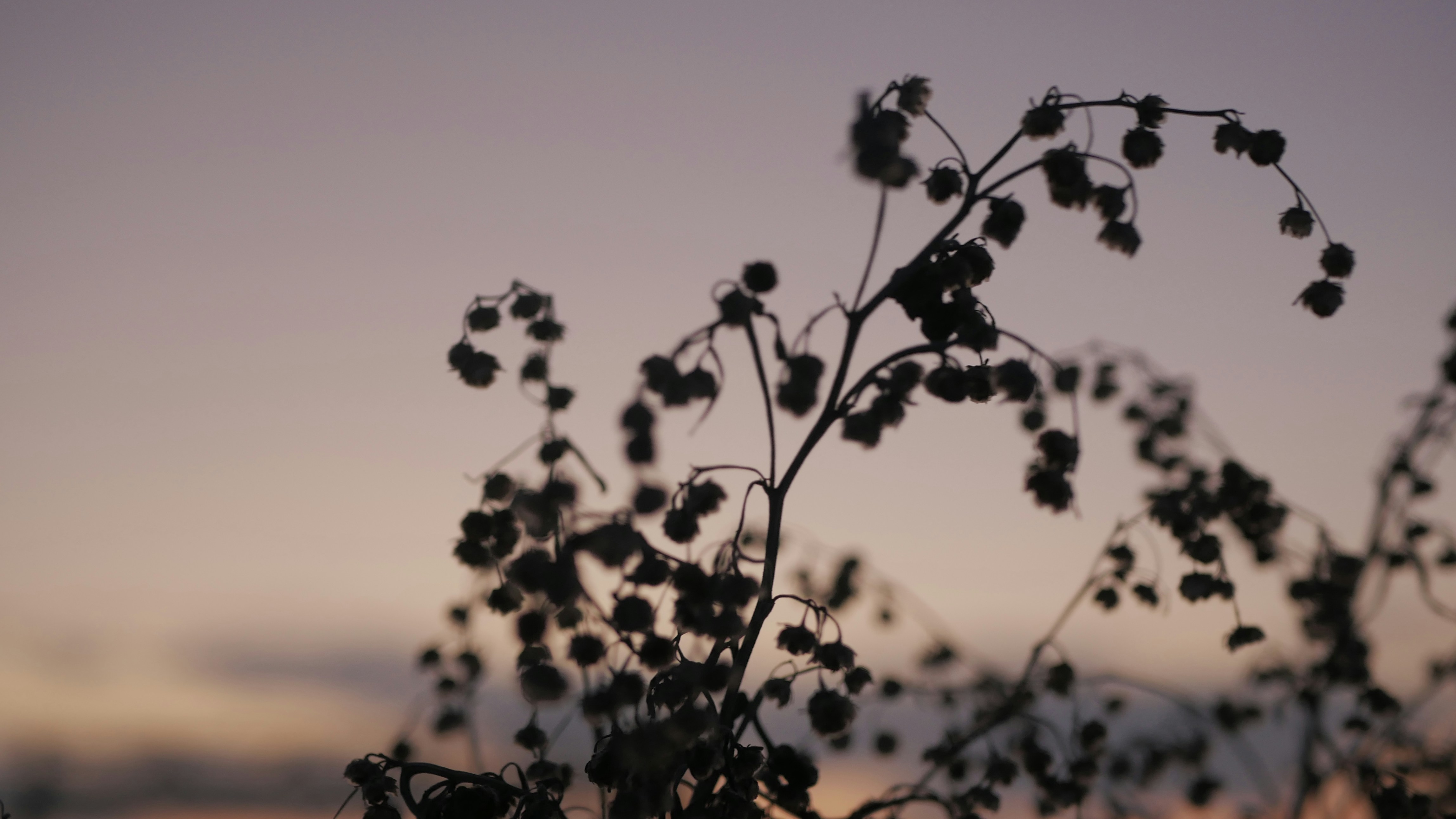 Photo by denisgibbon