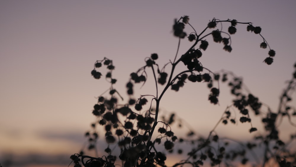 a plant with flowers