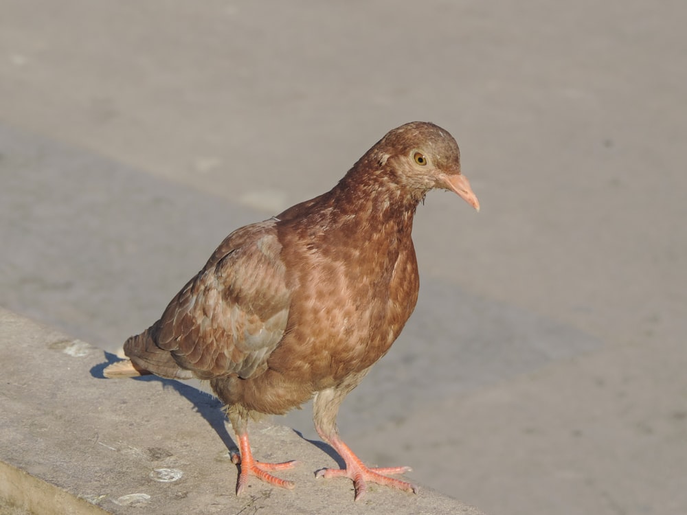 a duck standing on a sidewalk