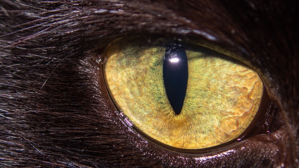 a close up of an eye