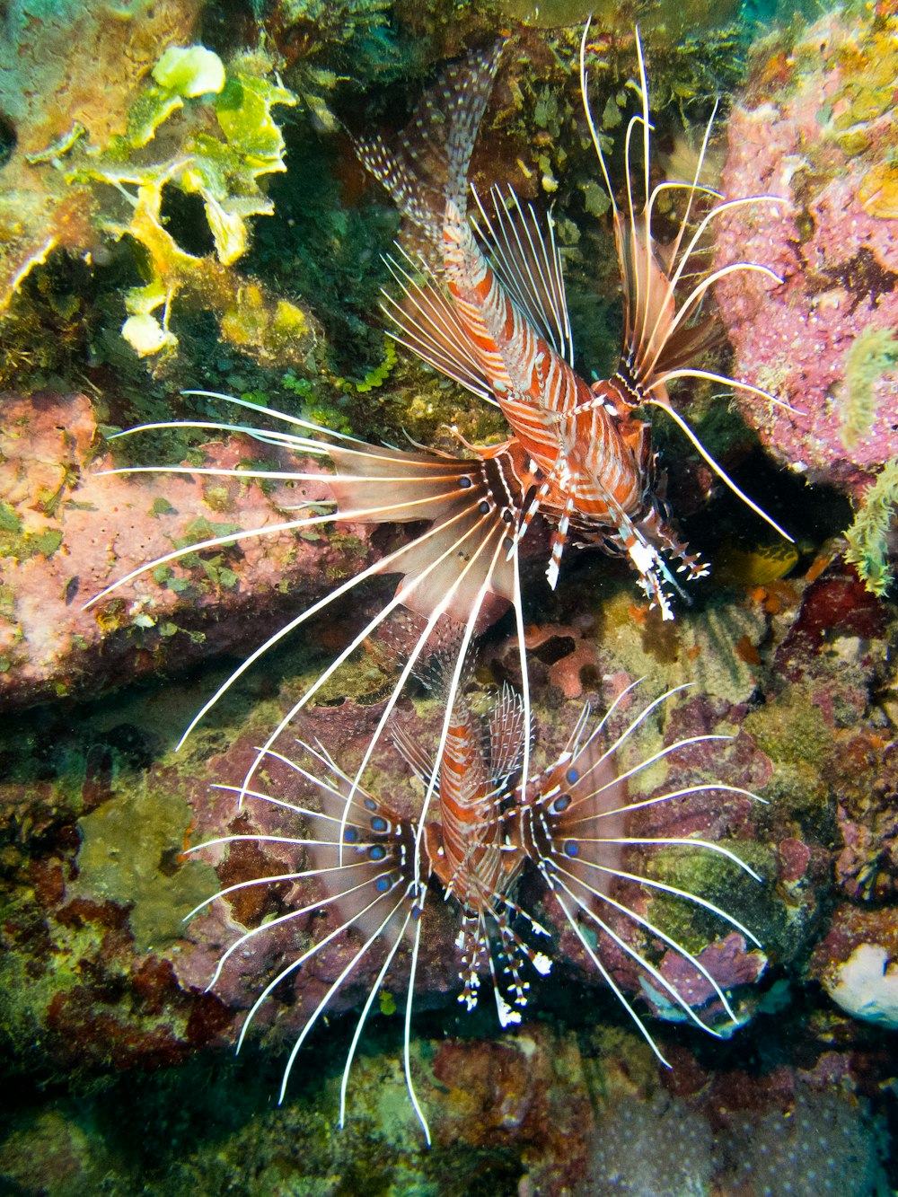 a close-up of a sea creature