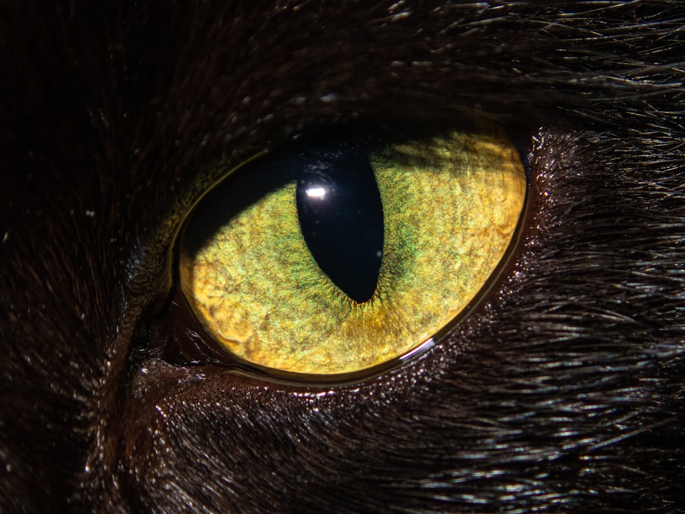 a close up of a green eye