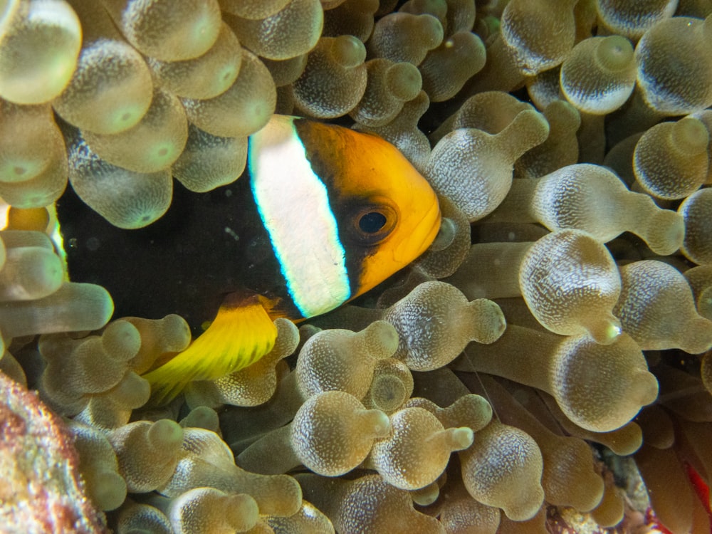 a group of fish swimming in the water