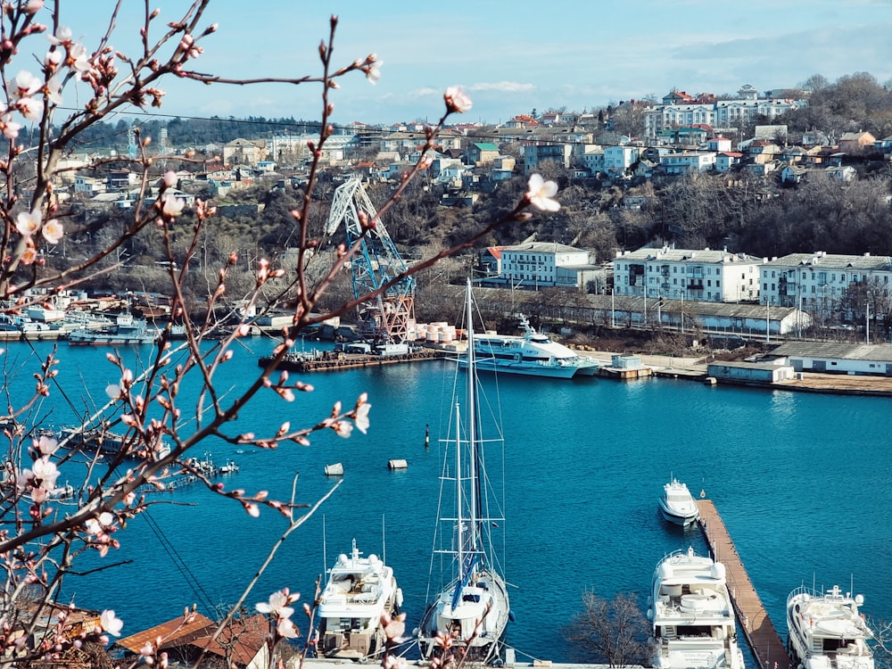 a harbor full of boats