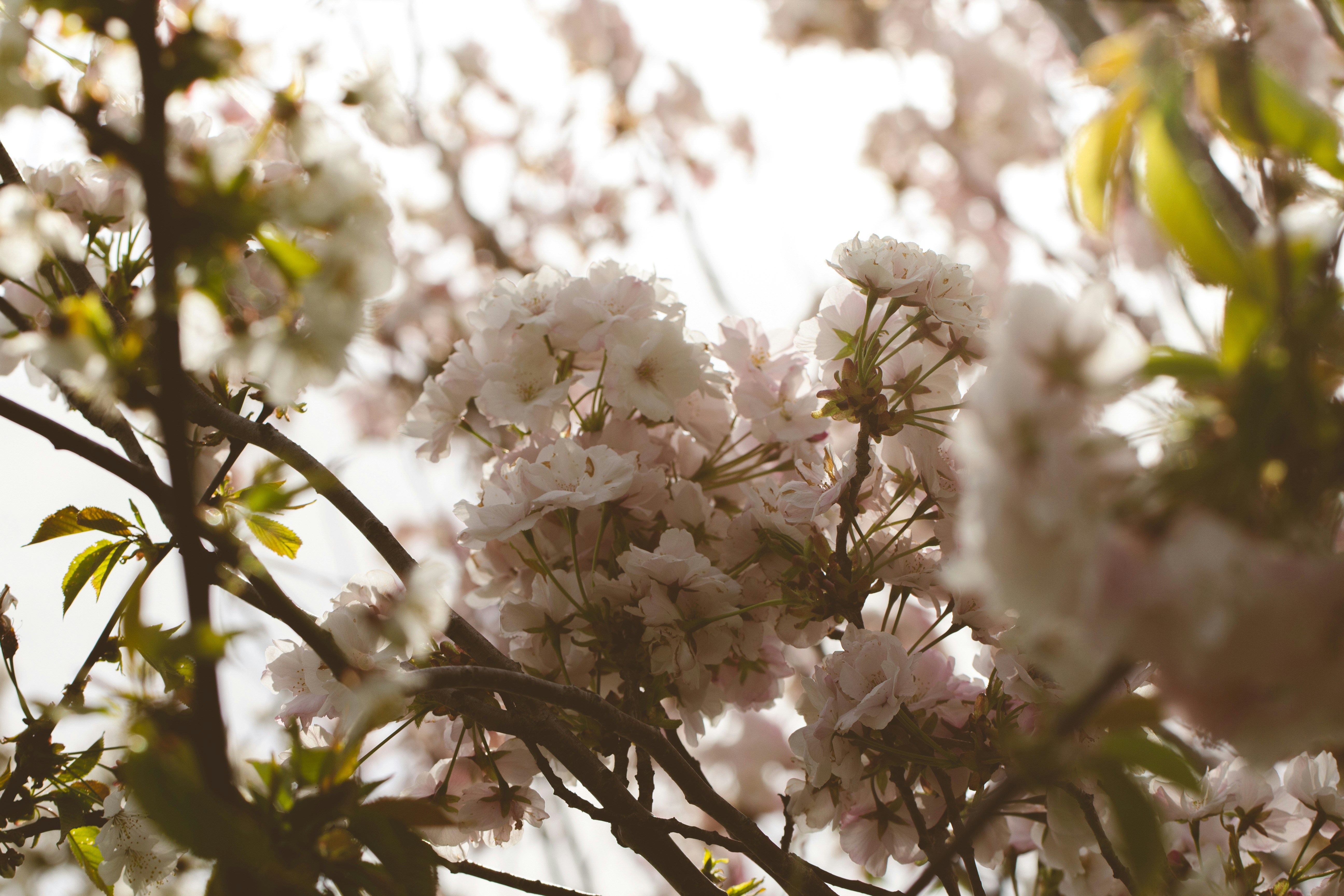 Photo by emmanuelphaeton