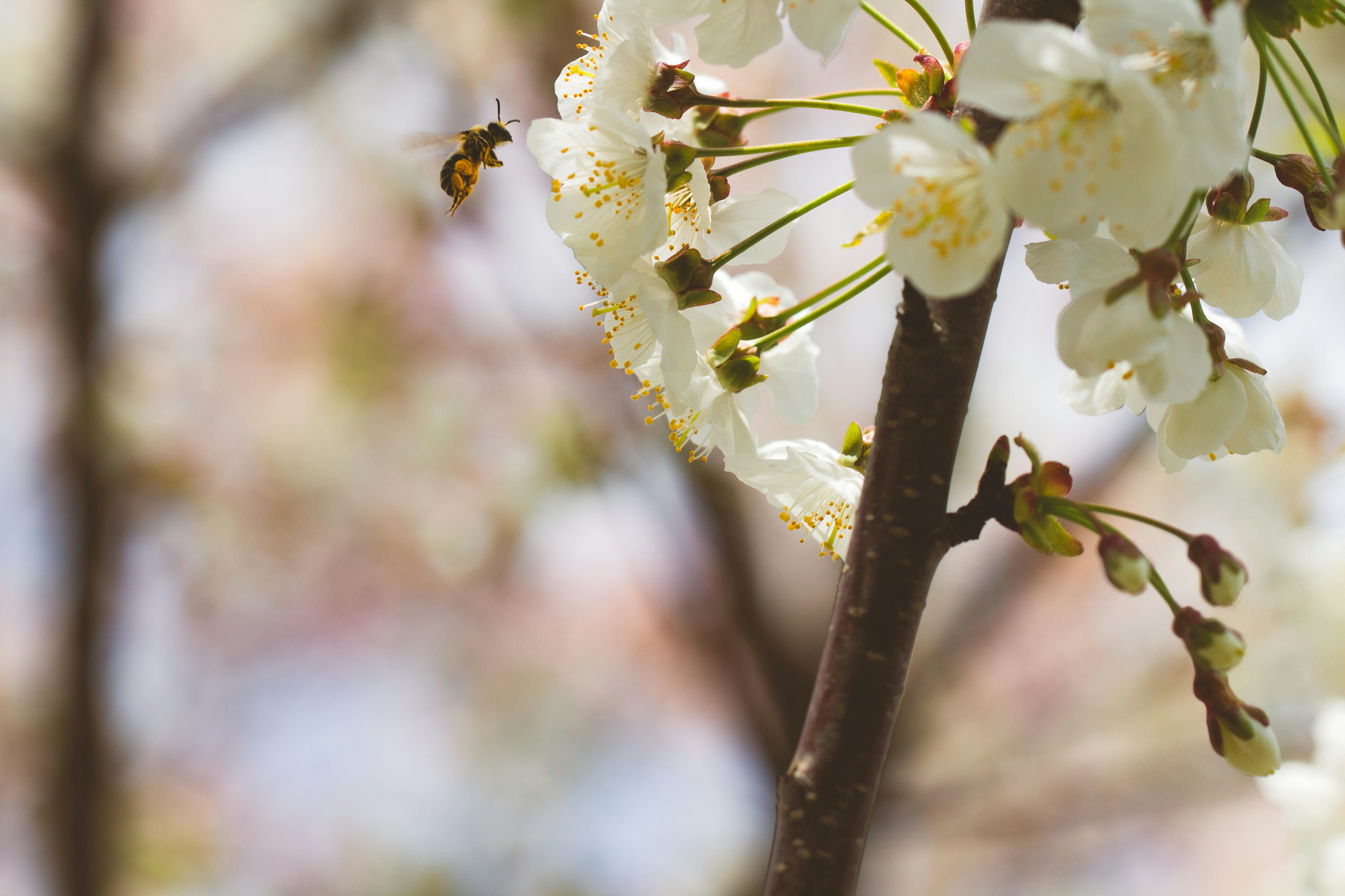 Photo by emmanuelphaeton