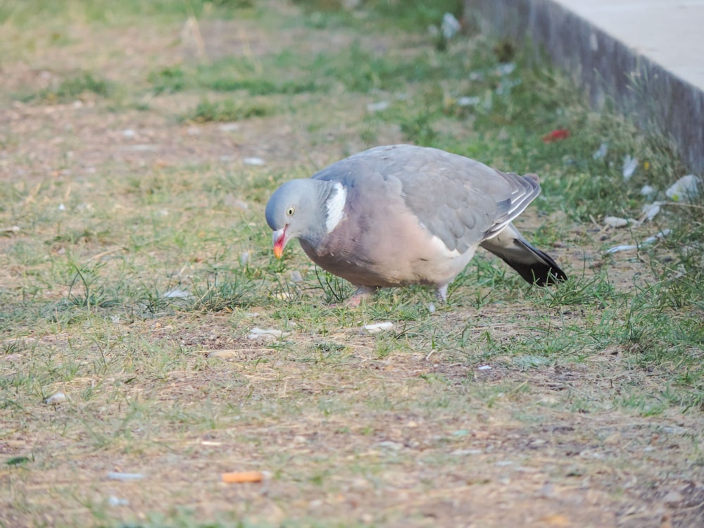 a bird standing on grass