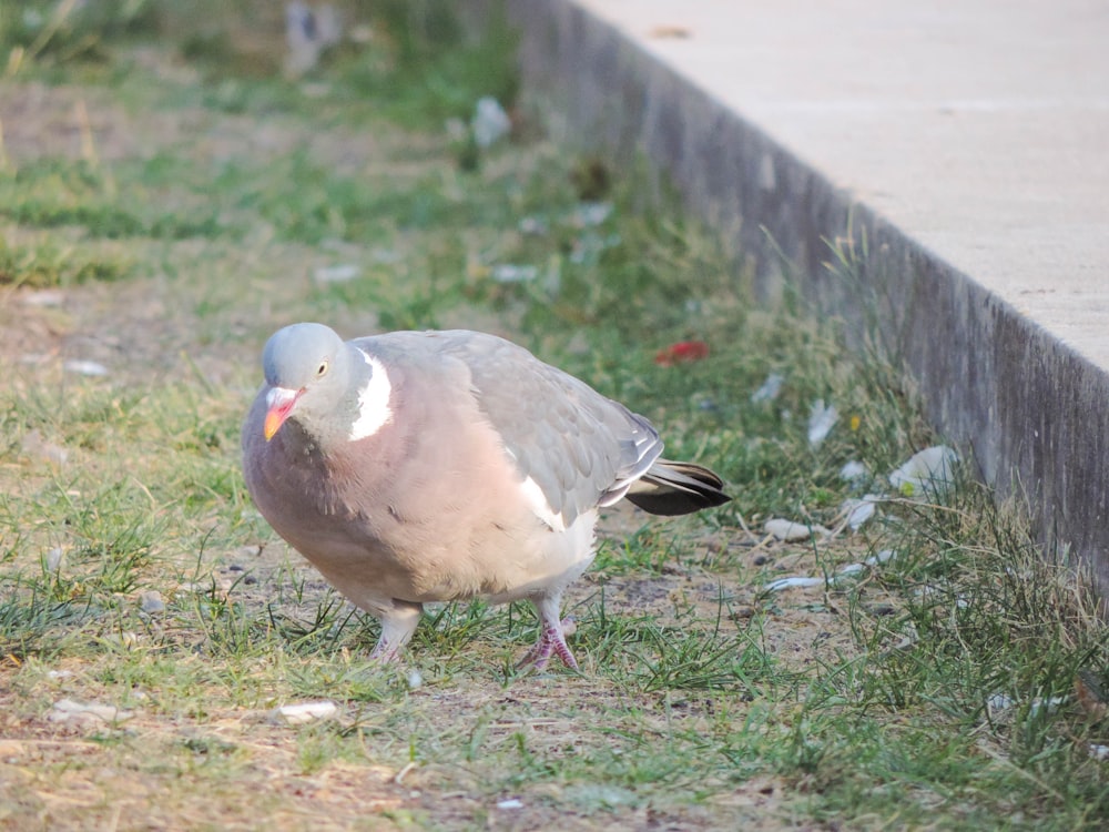 a bird standing on grass