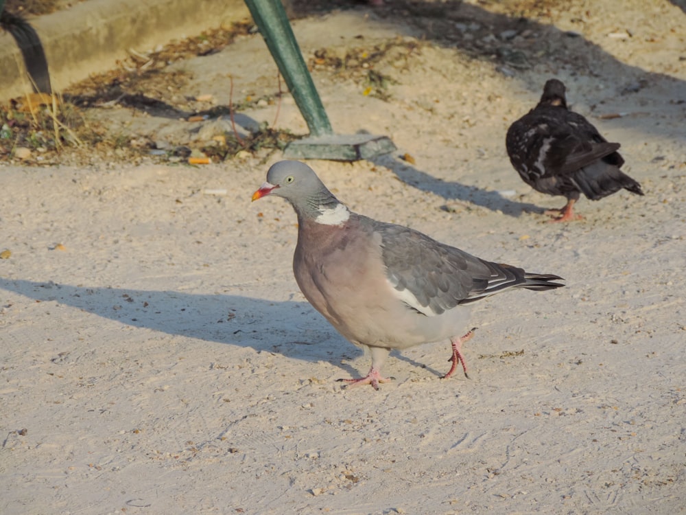 a couple of birds walking on sand