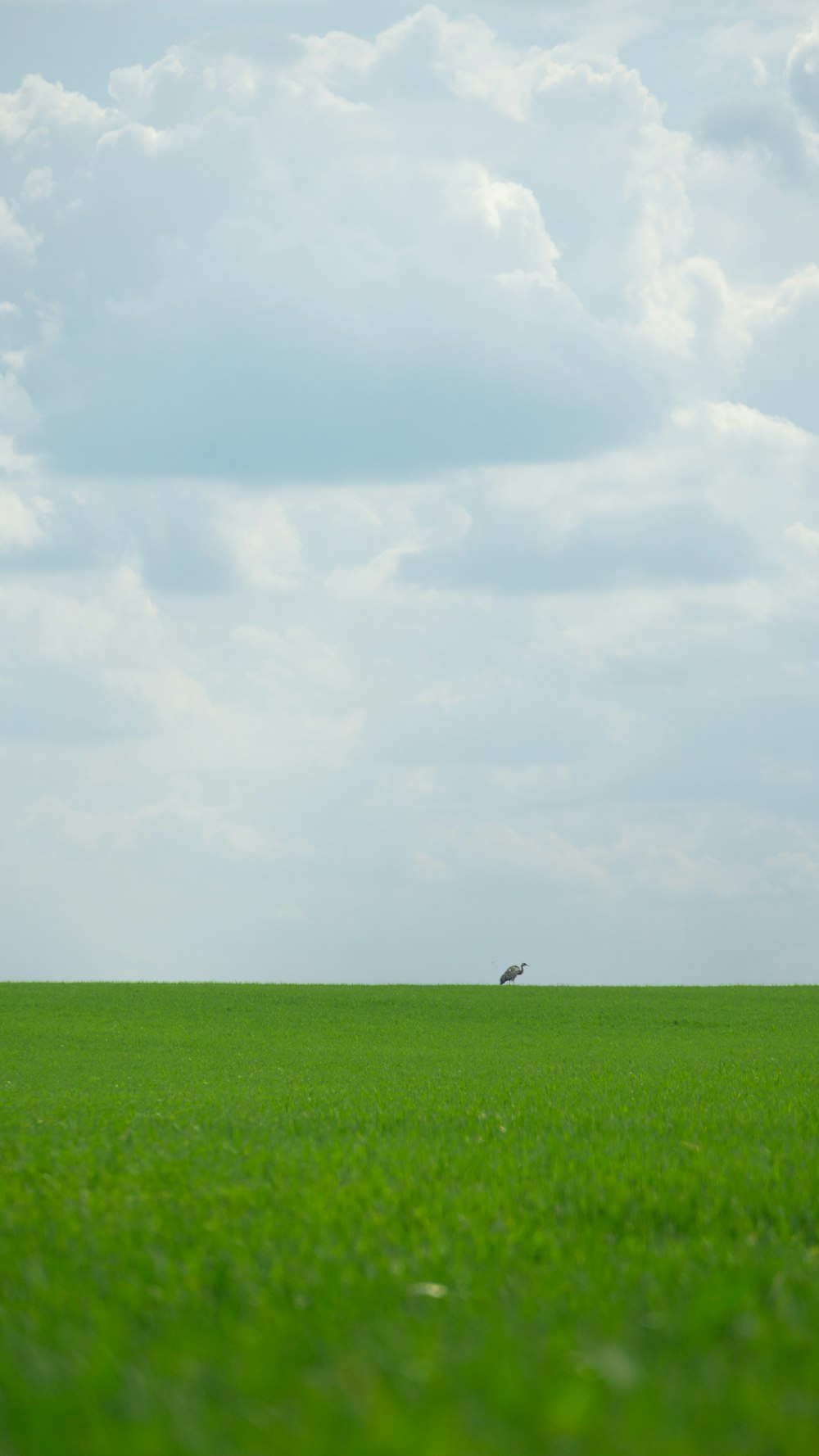 um pássaro voando sobre um campo