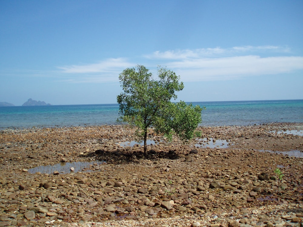 a tree on a rocky beach