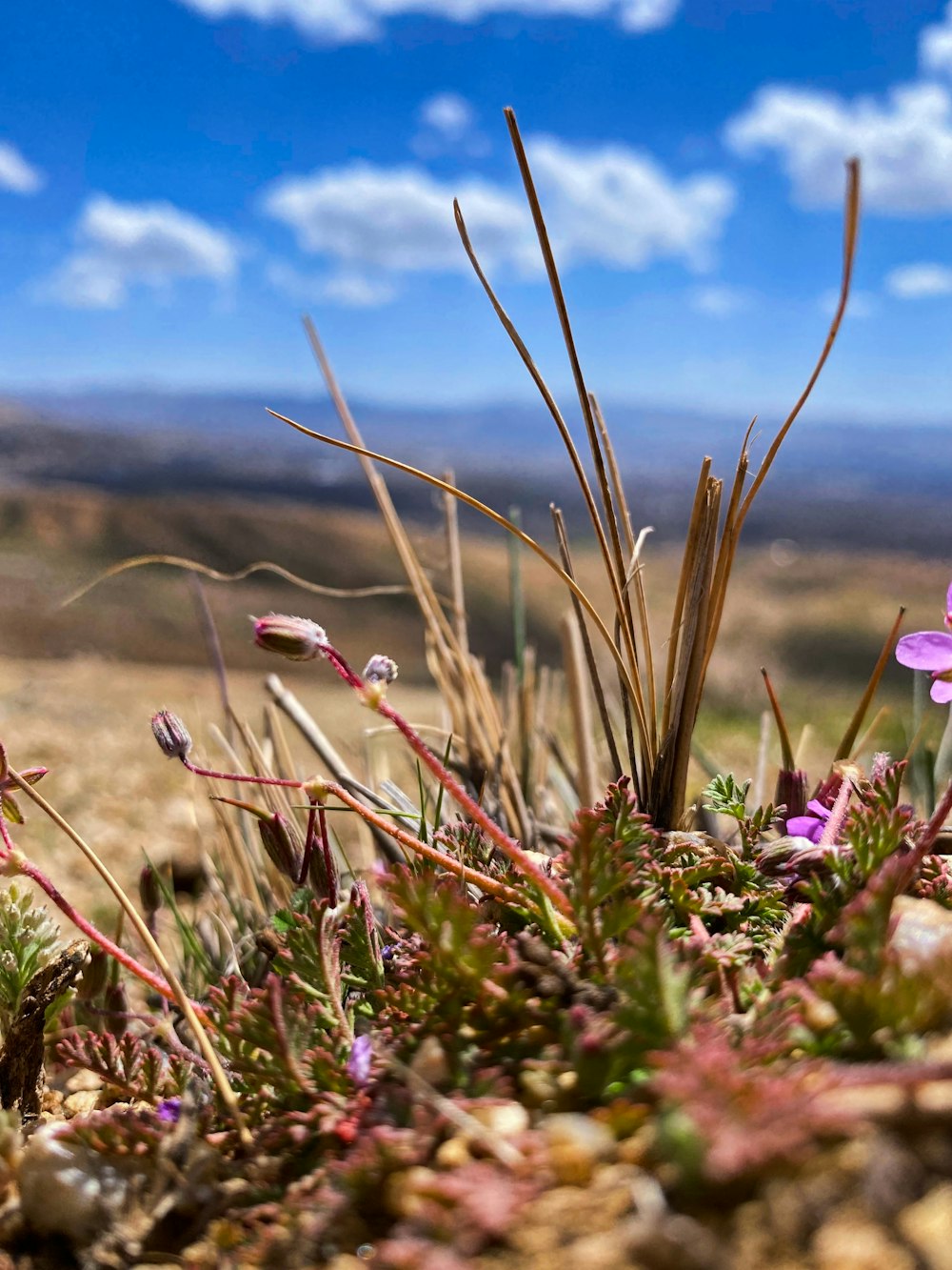 a close-up of some flowers