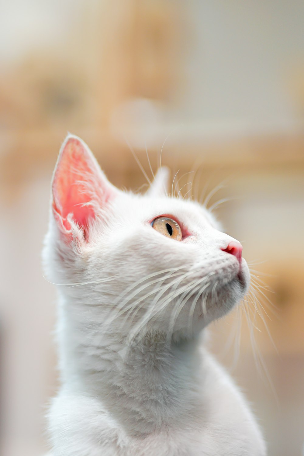 a white cat with orange eyes