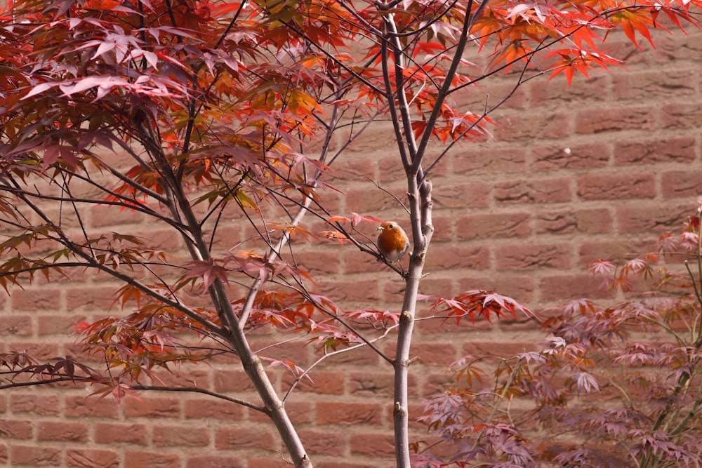 a tree with red leaves