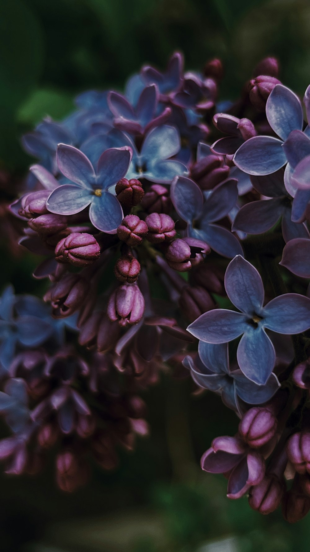 a close up of purple flowers