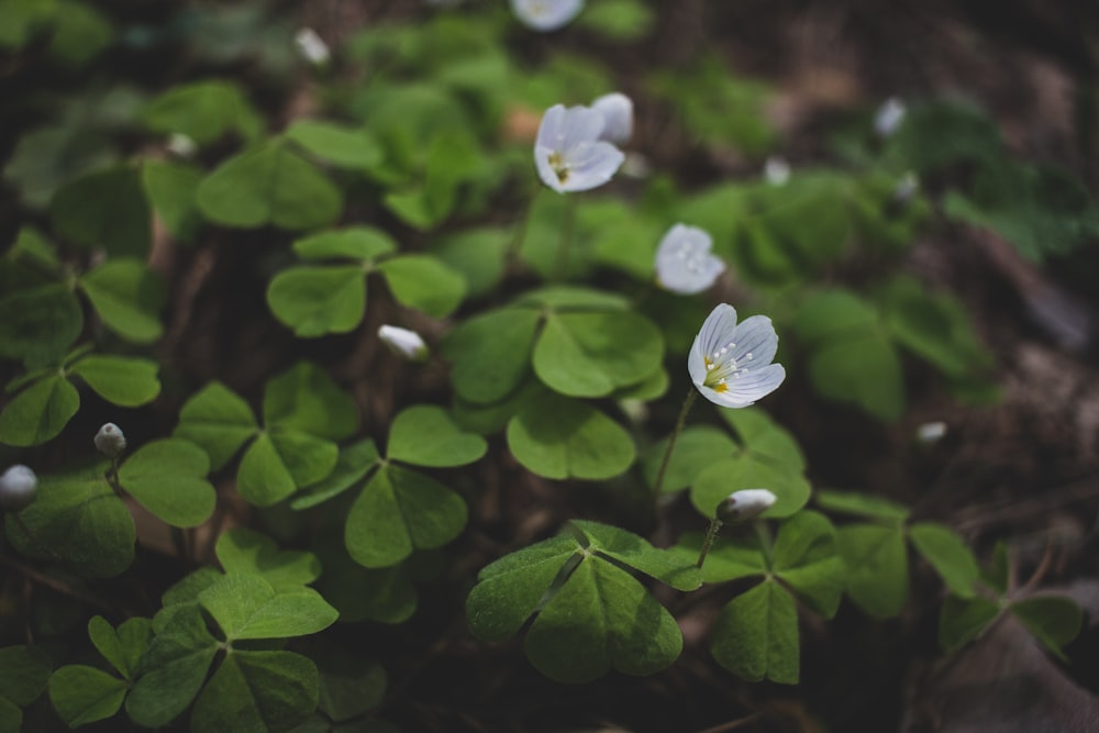 white flowers on a bush