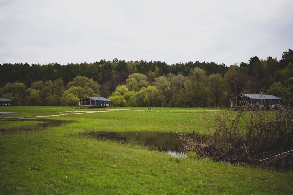 a grassy field with trees in the background