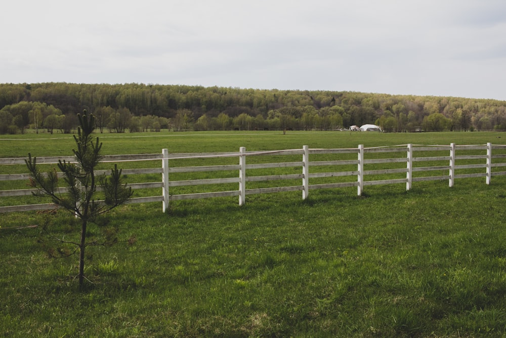 uma cerca branca em um campo