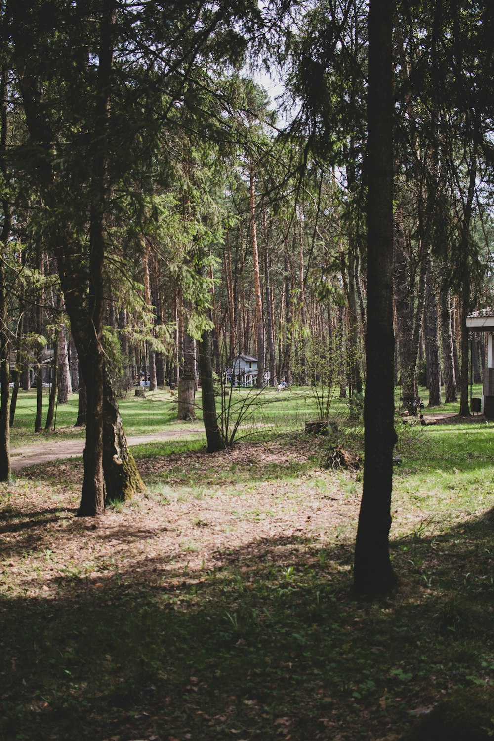 a grassy area with trees around it